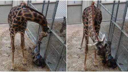 Masai Giraffe Gives Birth in Front of Zoo Visitors In US