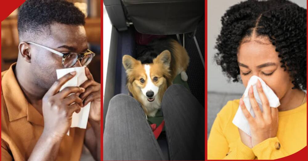 Couple demand full refund after sitting next to emotional support dog in a flight from Paris.