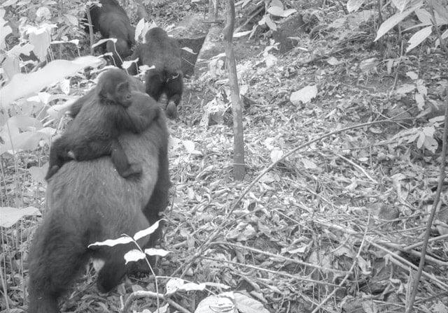 Rare gorillas thought to be dead years ago are found with babies in Nigeria