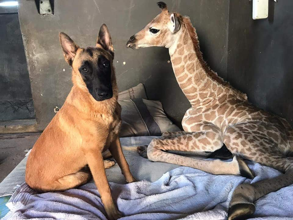 Dog Born with Six Legs Stuns Animal Rescue After Being Found Abandoned