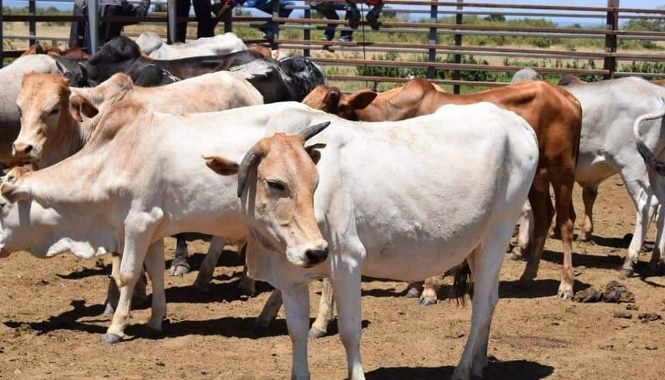 Tired Kakamega woman unties husband's cows, takes them to her parents as dowry