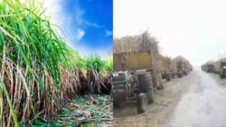 West Kenya: Video of Long Queue of Tractors Carrying Sugarcane Waiting Clearance Breaks Kenyans' Hearts