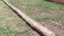 Kirinyaga Man Fined KSh 5m for Cutting Down KPLC Pole Worth KSh 25k