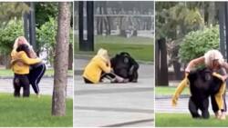 Ukraine: Chimpanzee Wanders in City After Escaping Zoo, Persuaded to Return by Lady in Impressive Gesture