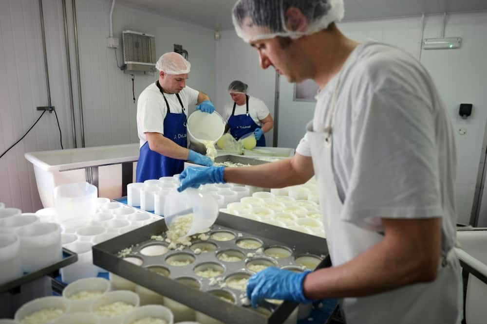 Tunworth, a Camembert-style cheese, being made by hand at the Hampshire Cheese Company in south England