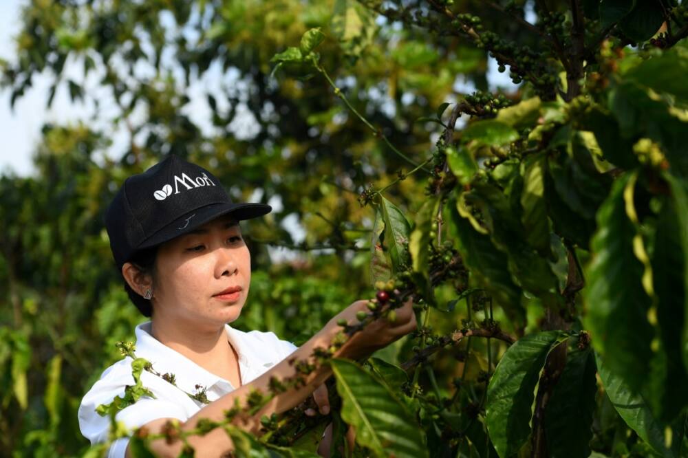 Tran Thi Bich Ngoc runs her own coffee farm in Vietnam, cultivating robusta she believes can match the world's favourite bean, arabica, in quality and flavour