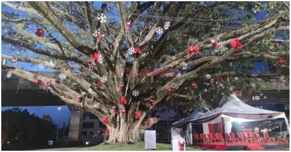 Iconic 100-year-old Mugumo tree located in Westlands