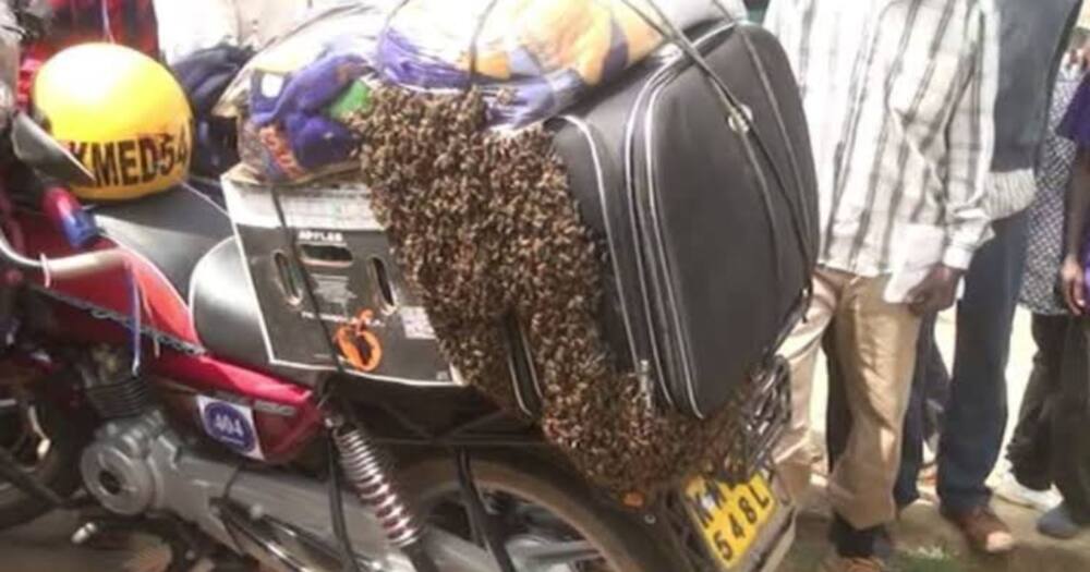 Bees stuck on a bag. Photo: Daktari Nyuki.