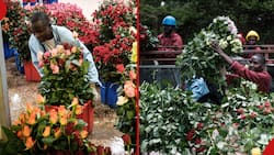 Kenyan Flower Exporters to Earn More as UK Suspends Export Taxes for 2 Years