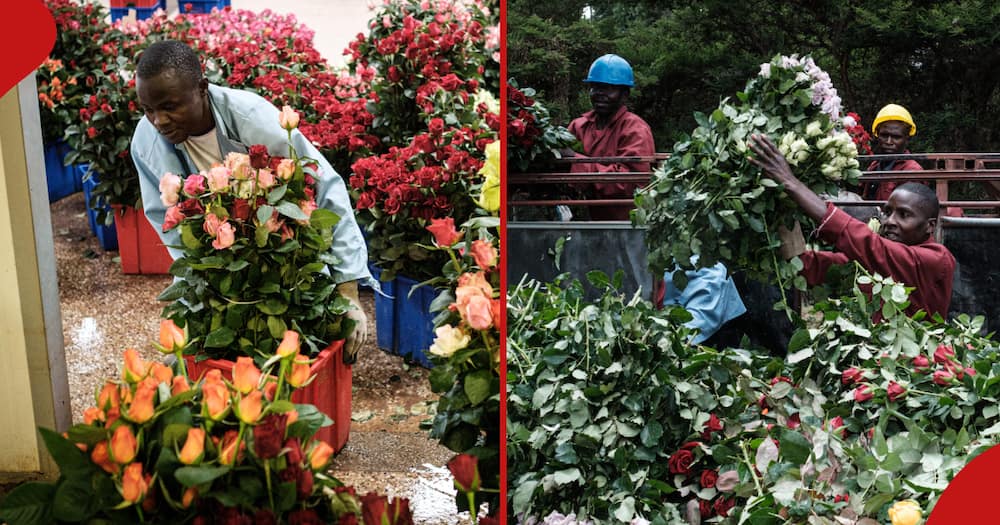 UK suspends tariffs for cut flower exports from East Africa.