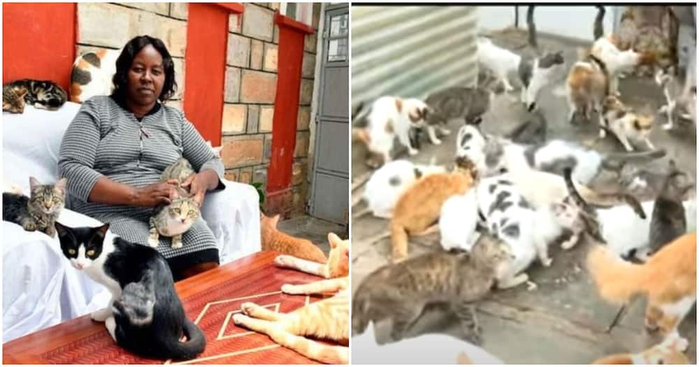 Rachael Kibue who has given 400 cats a home in Mihango, Nairobi.