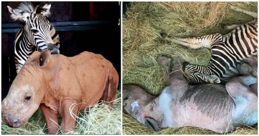 Unlikely Friendship: Orphaned Baby Rhino, Zebra Become Best Friends at South Africa Animal Park Unlikely Friendship: Orphaned Baby Rhino, Zebra Become Best Friends at South Africa Animal Park