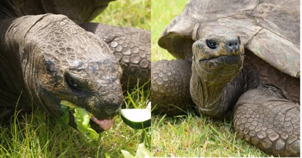 Jonathan: 190-Year-Old Tortoise Becomes World's Oldest Living Land Animal - Jonathan: 190-Year-Old Tortoise Becomes World's Oldest Living Land Animal -