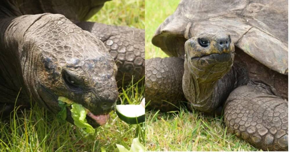 190-year-old Jonathan becomes world's oldest tortoise ever