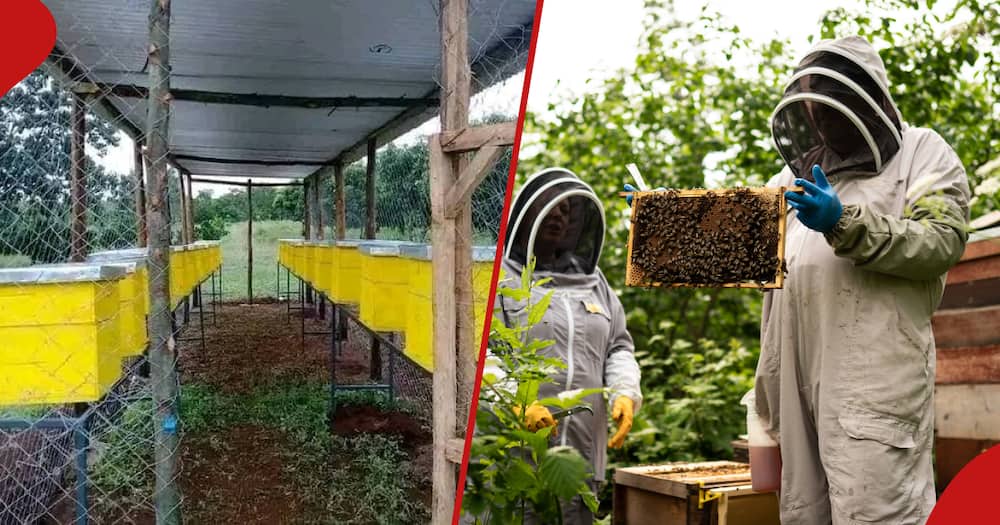 Beekeeping as an investment
