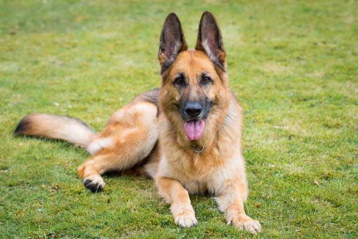 Dog breeds in Kenya: Different types of dogs with prices - Tuko.co.ke