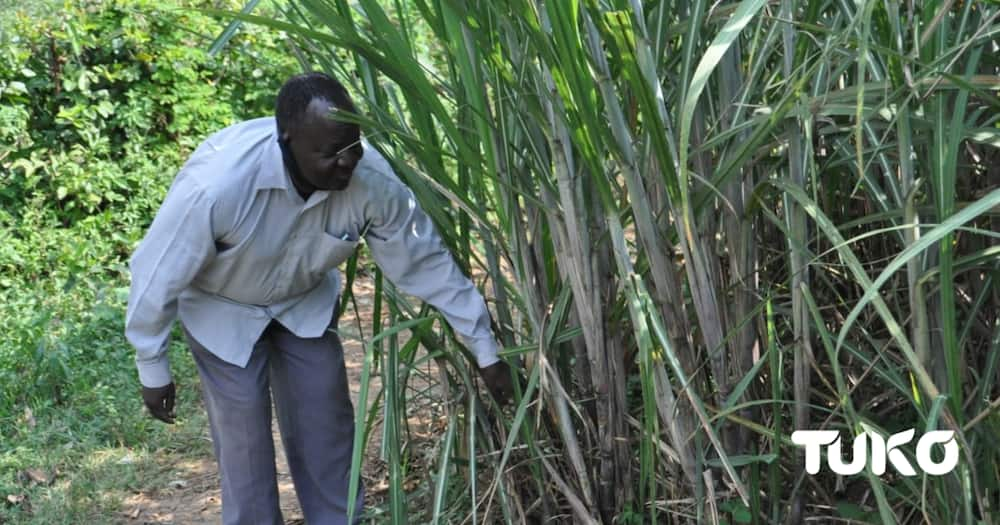 Mumias: Youths Go on Rampage after Devki Steel Mills Withdraws Bid to Manage Sugar Company