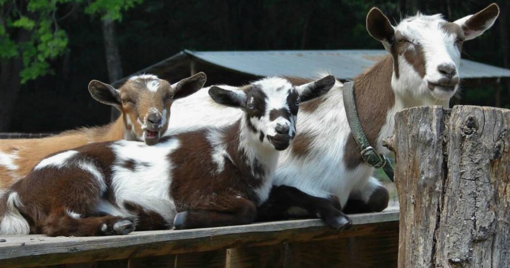 Not kidding: Woman sues for DNA test on 5 goats she purchased from neighbour