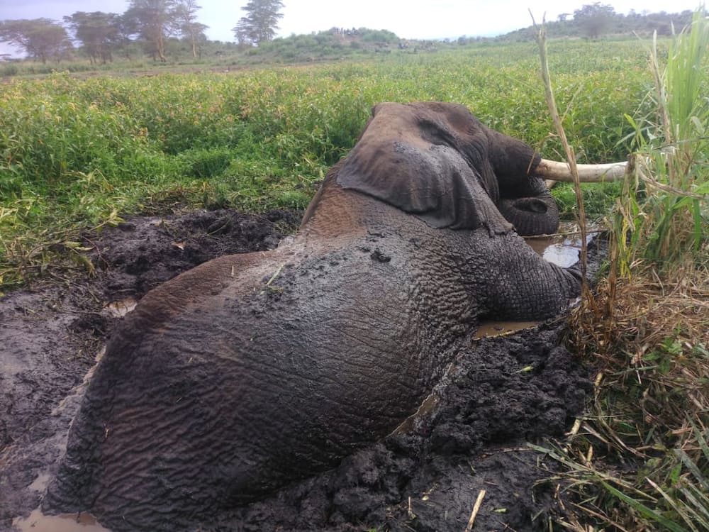 Land cruisers, tractor deployed to rescue Kenya’s largest elephant stuck in mud for hours