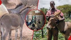 Nairobi: African Union Proposal Calling for Suspension on Horrifying Donkey Skin Trade Welcomed