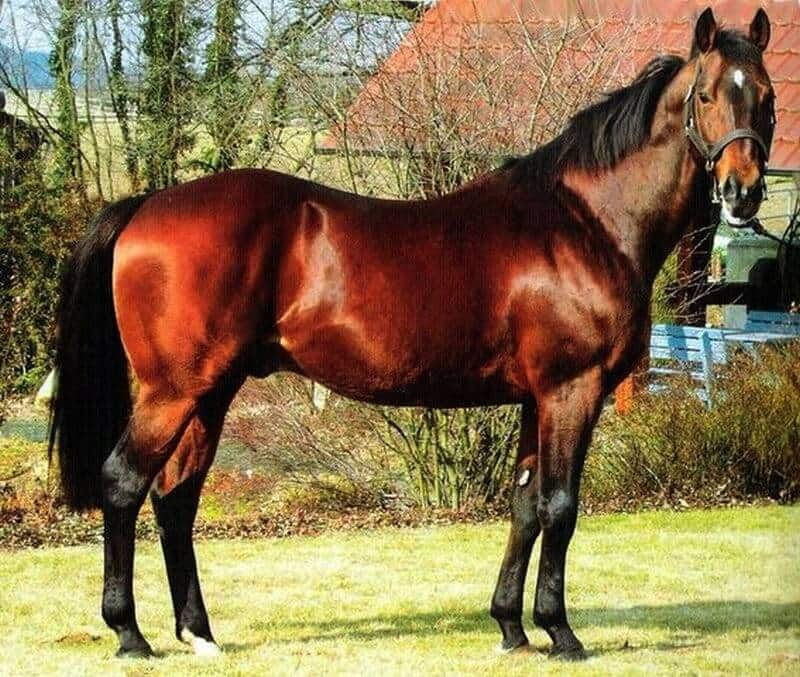 Most expensive horses in the world