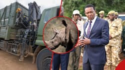 Nairobi: Alfred Mutua Unveils Another Phase of Black Rhino Translocation As Animal Numbers Soar
