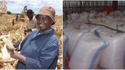 Trans Nzoia Farmers Harvest Over 5m Bags of Maize, Hoard Grains in Anticipation of Higher Prices
