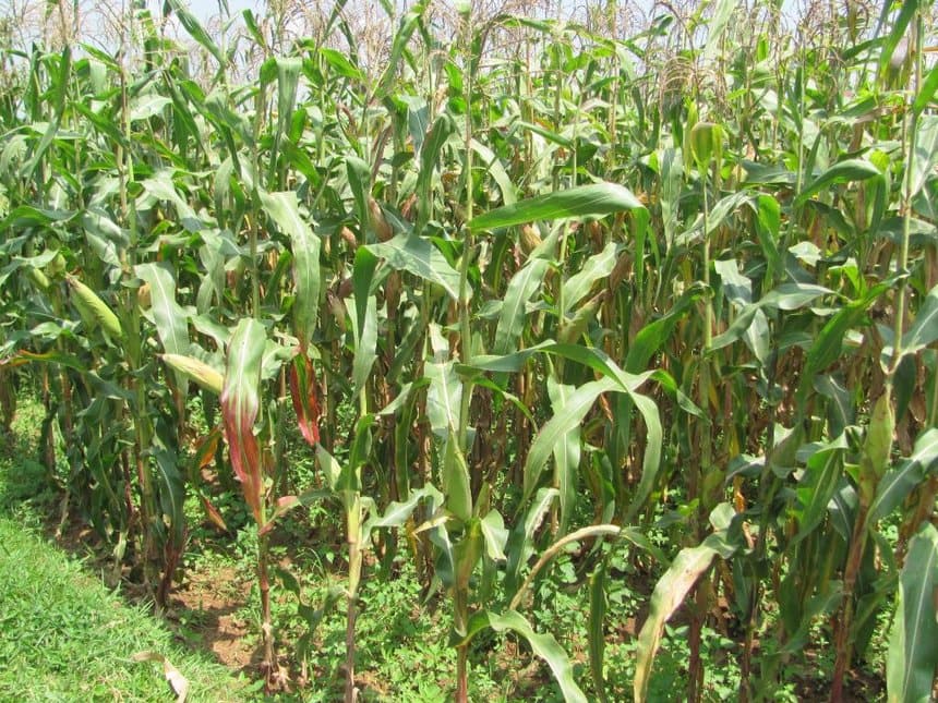 Bad news to maize farmers as government rules out fertliser subsidy