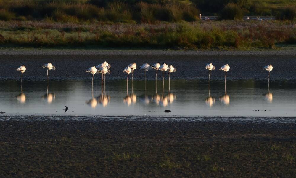 Donana National Park is  home to one of Europe's largest wetlands