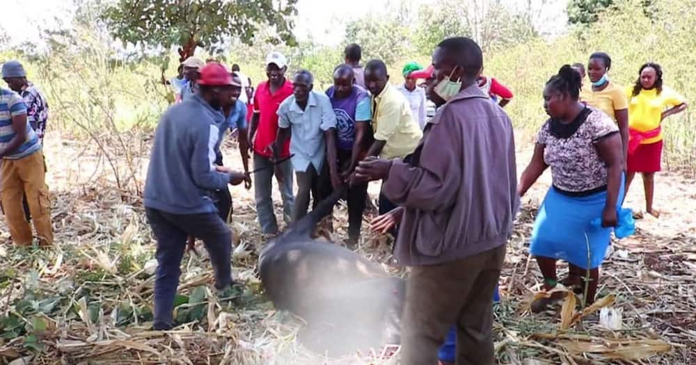 Wazazi wenye hamaki wavamia shule, wachinja ng'ombe na kugawana nyama