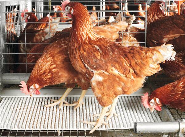 Foul future: Scientists say bird flu could wipe out half of humanity