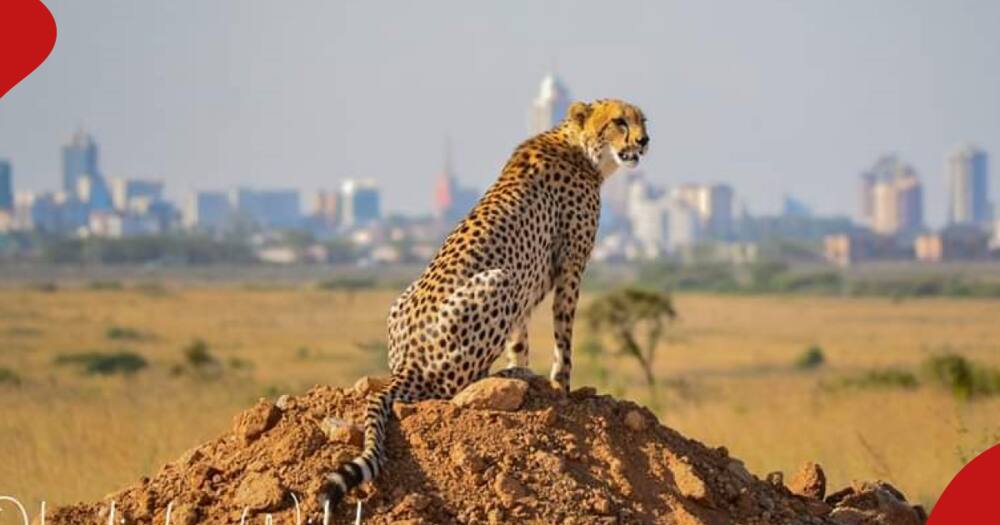 Tourists visiting Nairobi National Park will now pay KSh 2,250 up from KSh 430.