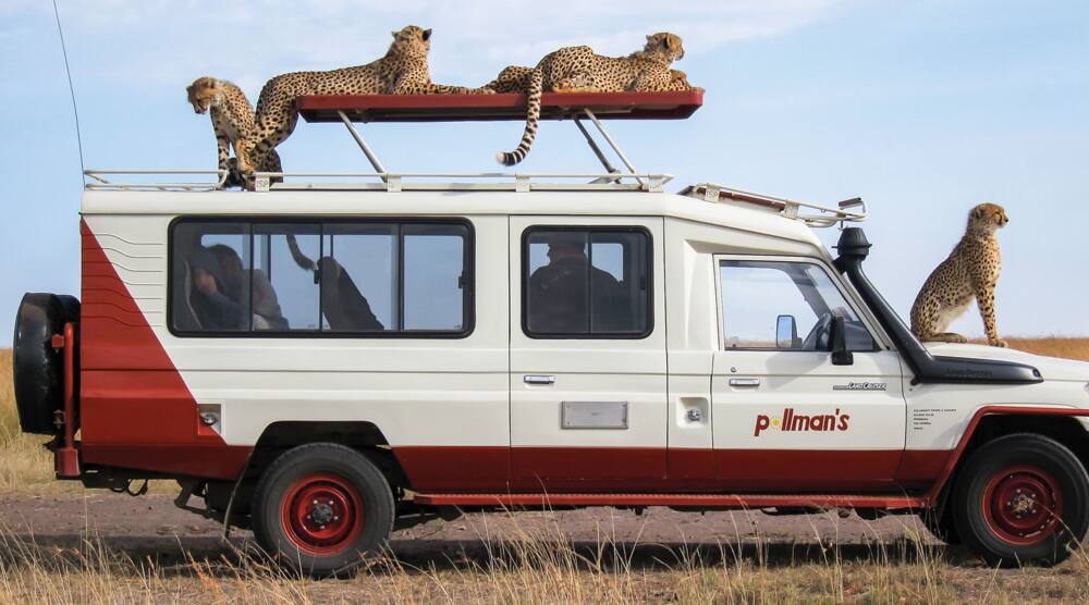 Cheetahs sitting on the Pollman’s Tours & Safaris Ltd Landcruiser