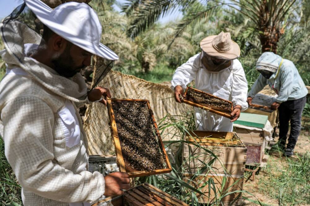 A lingering drought in Iraq and rising temperatures are impacting the lifespan of bees and hurting honey production