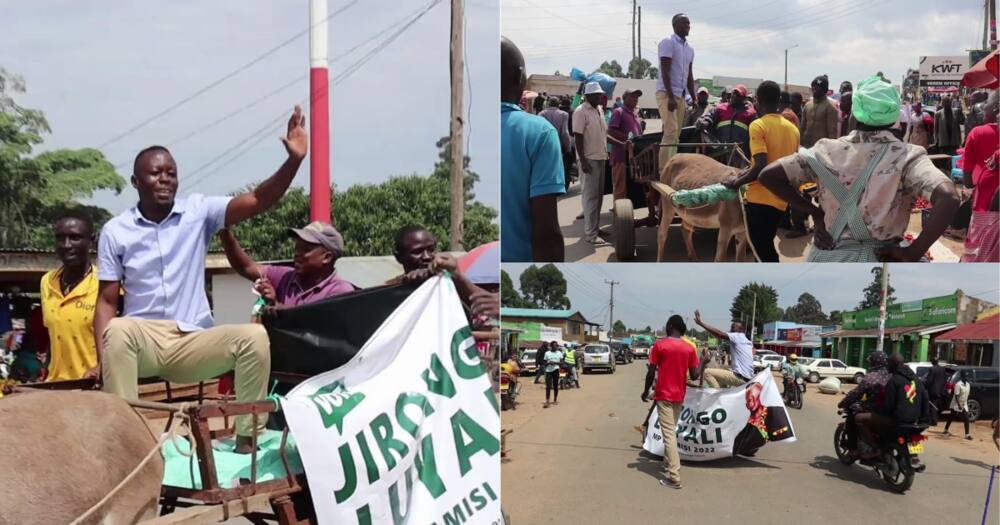 Mwanasiasa Vihiga Atumia Punda Kufanya Kampeni, Asema Hawezi Kumudu Gari