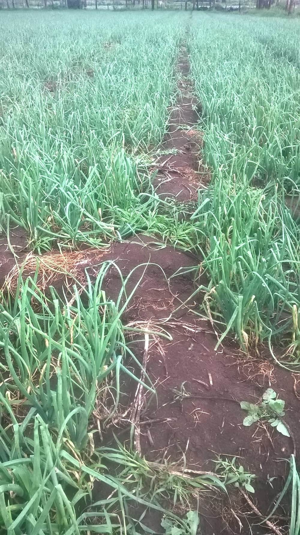 John Wachuma planted onions on five acres.