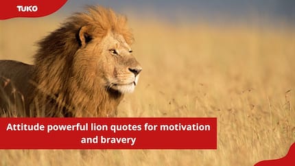 100+ attitude powerful lion quotes for motivation and bravery - Tuko.co.ke