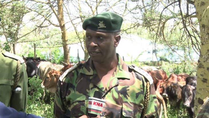 Herders up in arms as Narok county govt seizes over 200 cows loitering in town