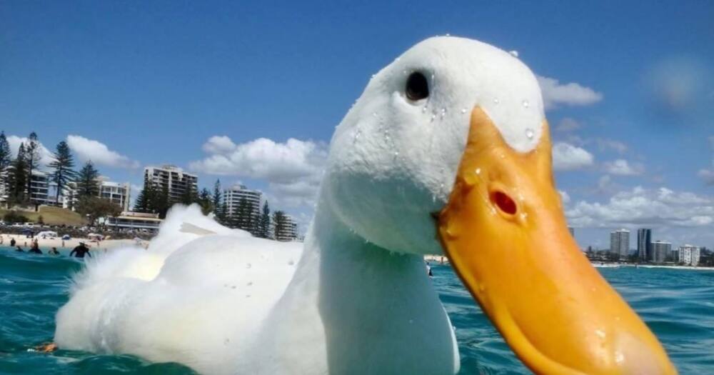 Duck: Adventurous bird that surfs instead of paddling becomes celebrity