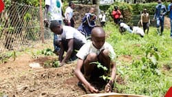 Cabinet Approves Programme Requiring Every Kenyan Learner to Plant 1 Tree Every Week
