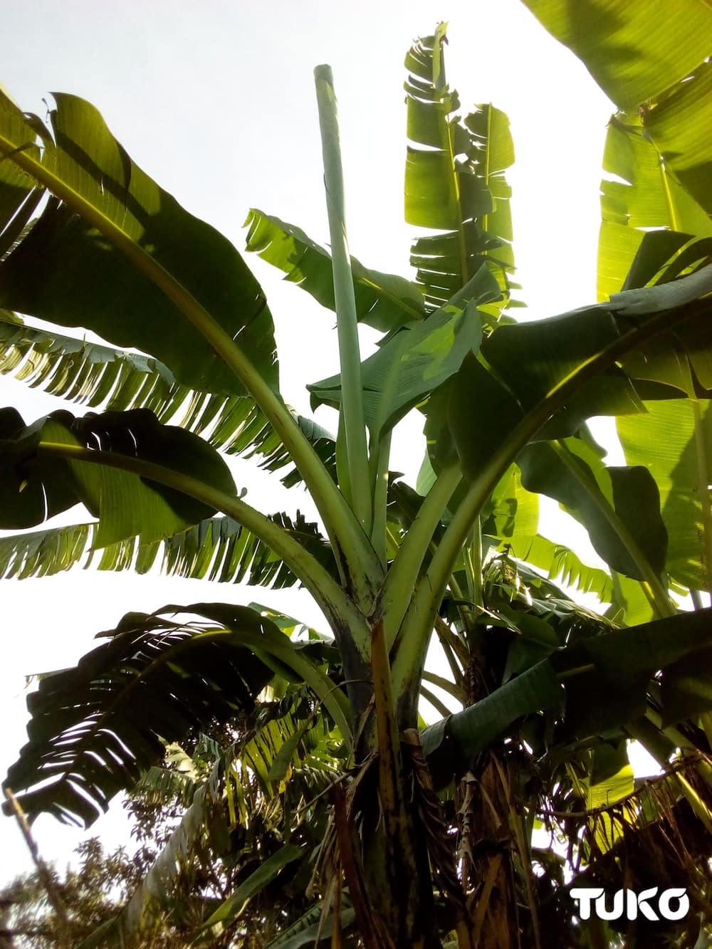 Banana leaves: Traditional ways Maragoli community nursed premature babies before innovation of incubators