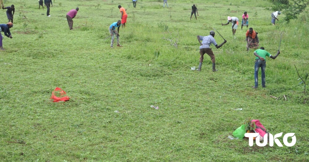 Farmers Bordering Mumias Sugar Allocate Themselves Company's Land, Plant Maize