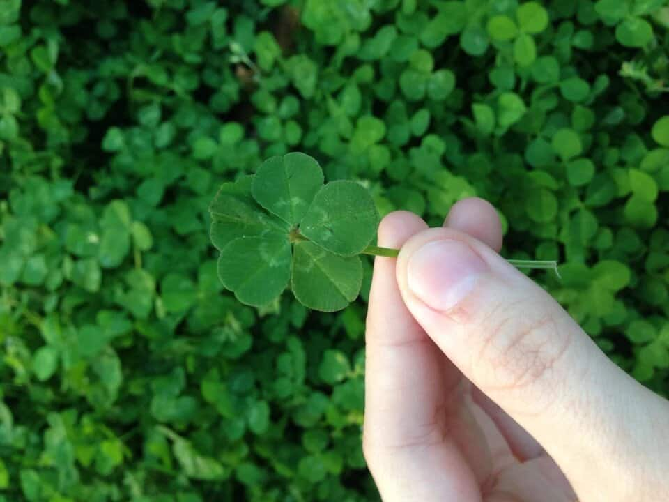 Why are four-leaf clovers lucky and what should you do if you actually find  one?