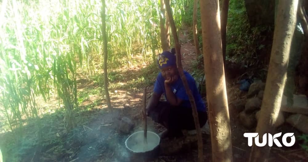Vihiga farmers appealed to authorities to respond to their cries following monkey invasion.