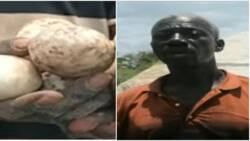 Tana River residents turn to selling crocodile eggs to make living: "Yai moja KSh100"
