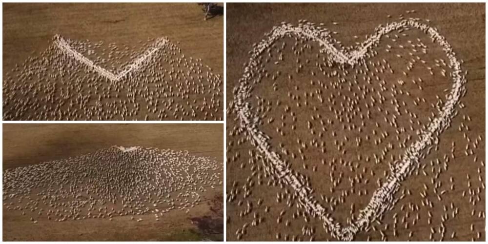 Stunning video of moment farmer arranged many live sheep to create the shape of a heart in respect of dead aunt moved many people.