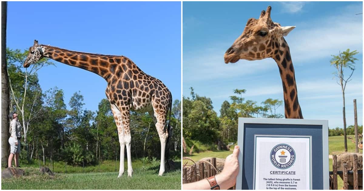 Forest crowned tallest giraffe by Guinness Book of World ...