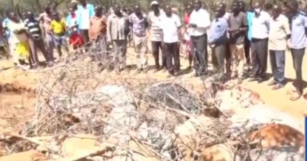 Pokot Magharibi: Zaidi ya Ng'ombe 200 Waangamia baada ya Kula Magugu Ya Sumu