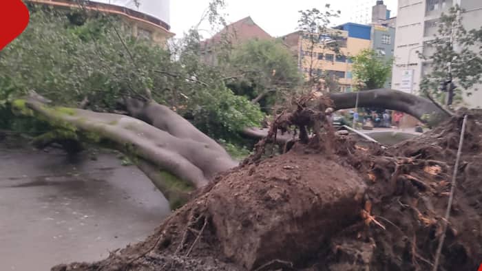 Nairobi: Transport Disrupted in CBD as 2 Huge Trees Fall after Heavy Downpour