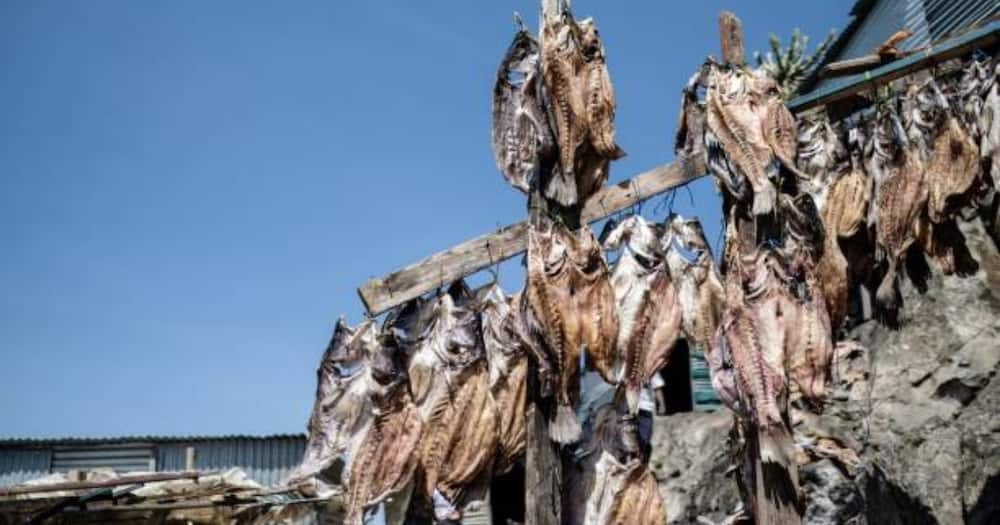 Dried fish.